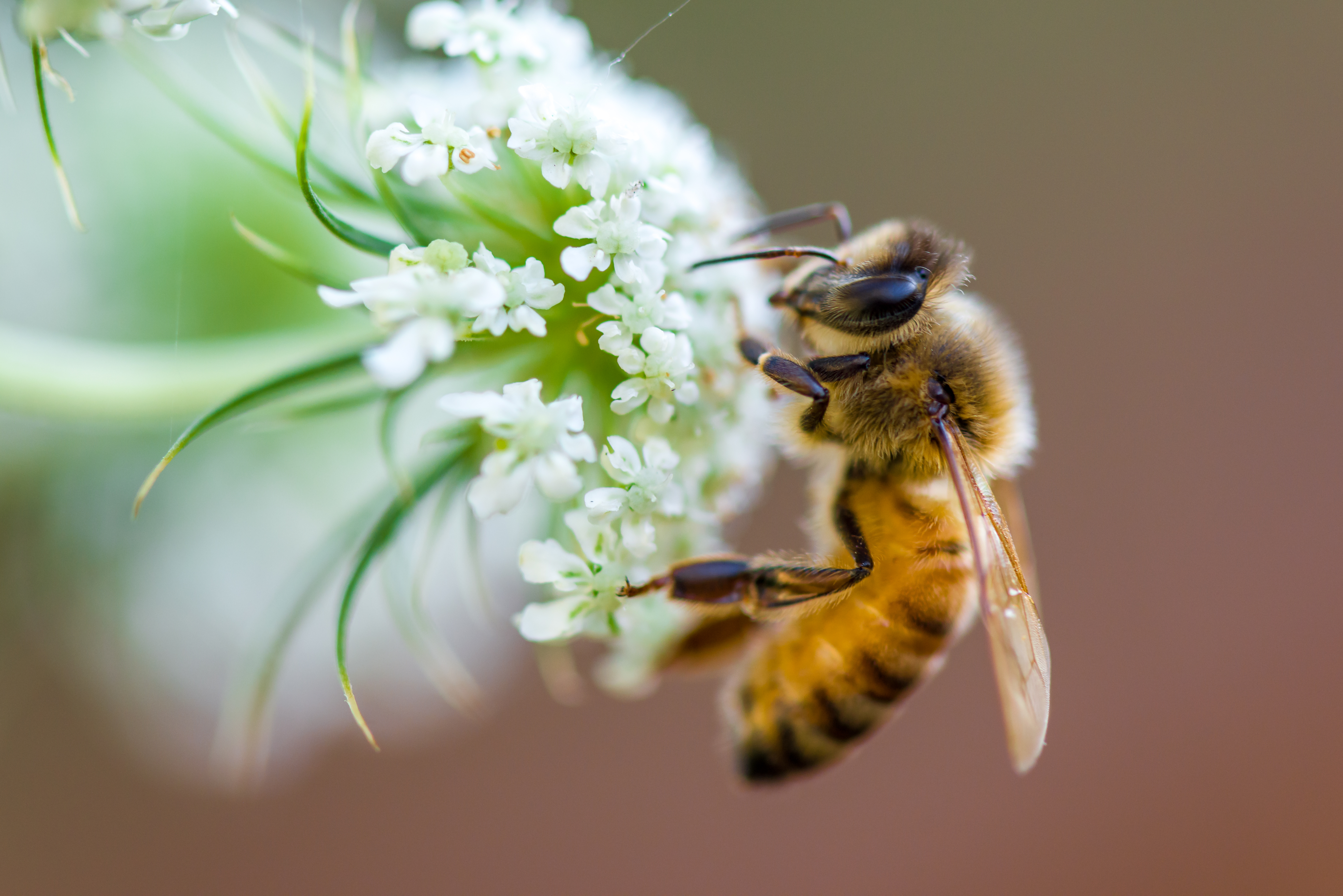 Honeybee