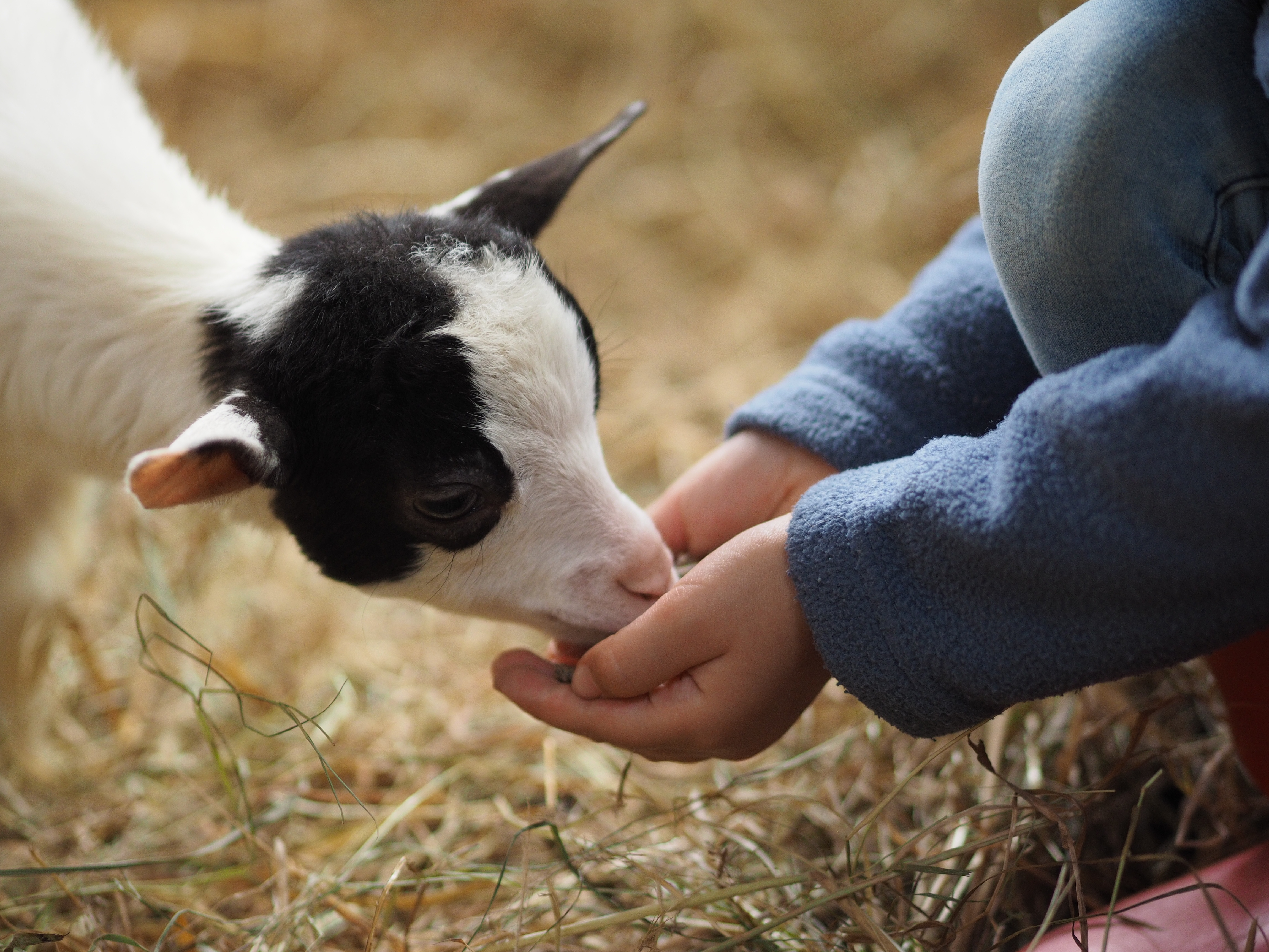 Child feeding a goat