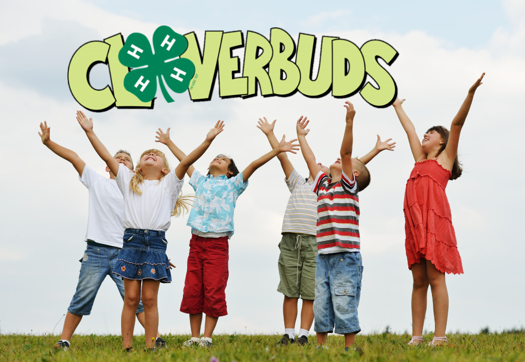 4-H Cloverbuds